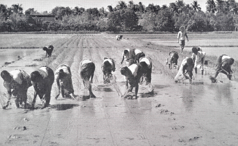 13-06 - Environs de Pondichery - plantation de riz